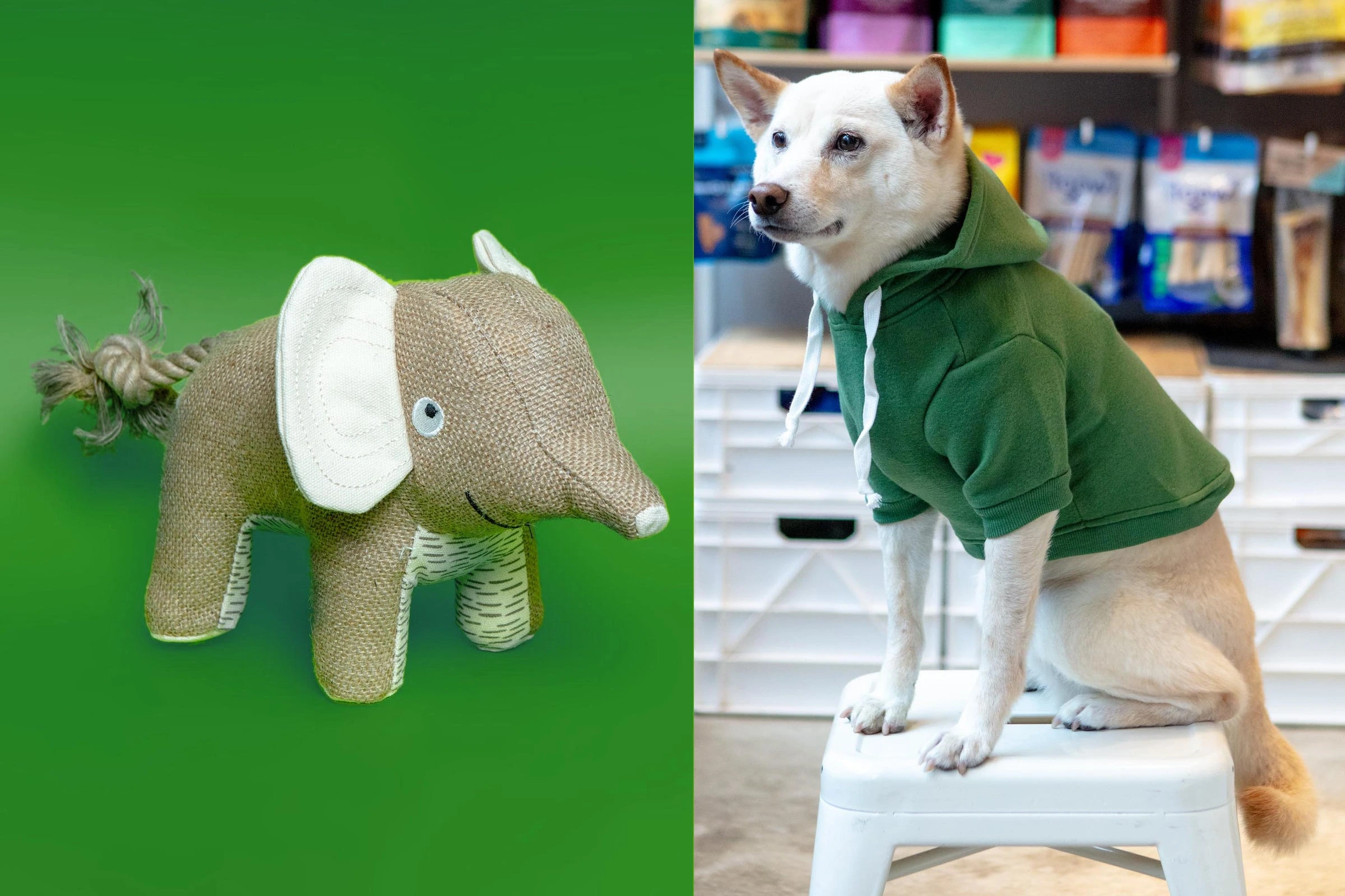 Modern Style for Modern Dogs
